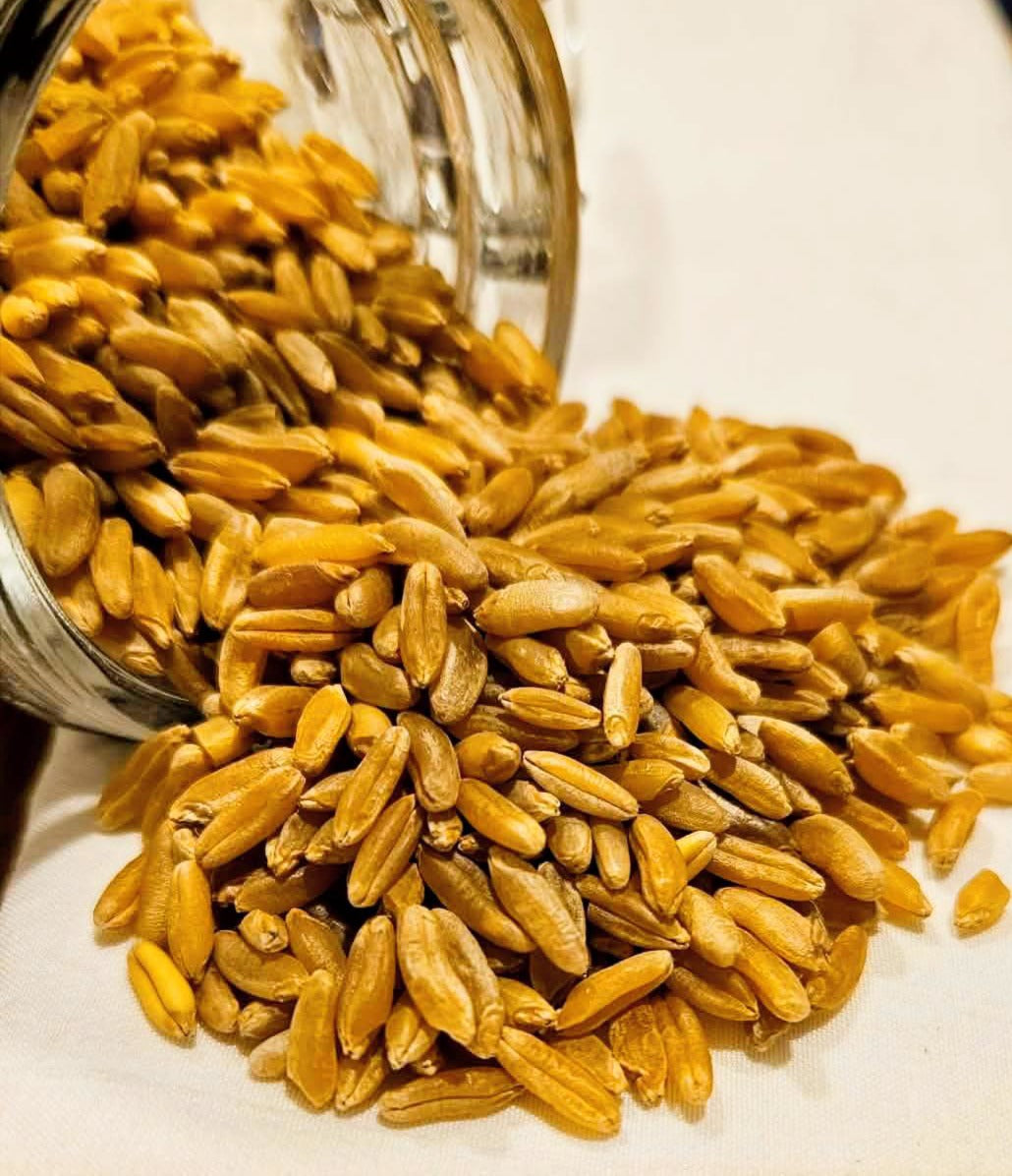 Organic Kamut-Khorasan Berries